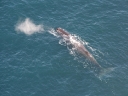 kaikoura (11)